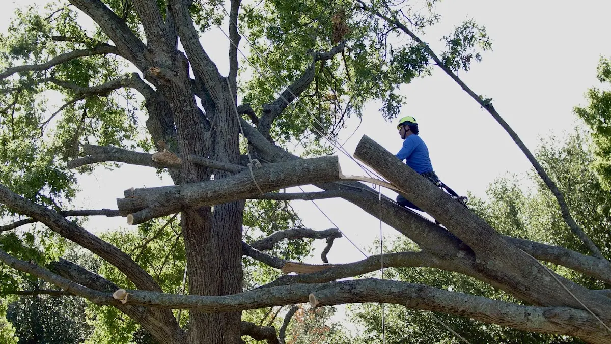 Professional Crown Thinning performed by certified arborists in Ivesdale
